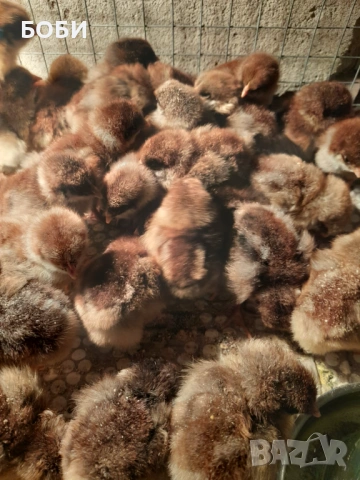 пилета катунски, снимка 2 - Кокошки и пуйки - 53454071