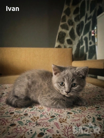 Британски котенца
