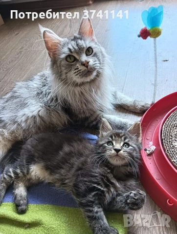 Мейн Куун котета, снимка 5 - Мейн кун - 55176250