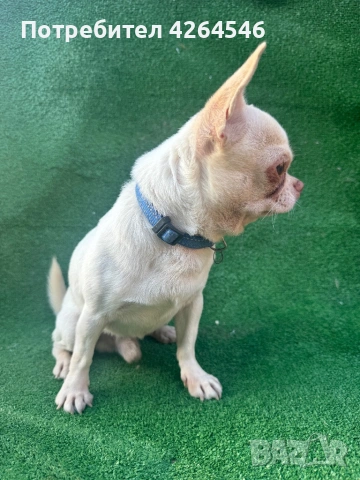 Мини момче свободен за разплод