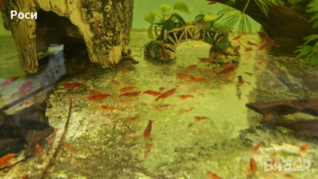 Продавам червени скариди/ ред чери/ ред сакура, снимка 4 - Рибки - 54019242