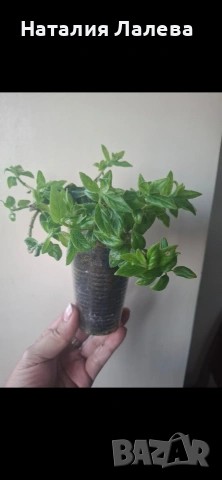 Колумнея, columnea Orange Sherbet, снимка 3 - Стайни растения - 55099814