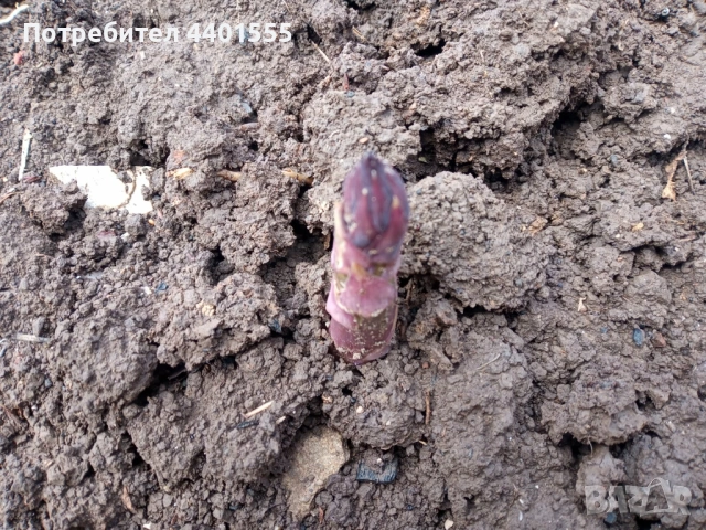 РАЗСАД АСПЕРЖИ, снимка 2 - Разсади - 54056213