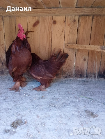 Холандска гащата, снимка 2 - други­ - 54248352