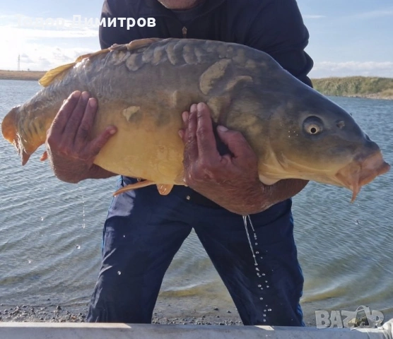 трофейни риби ,шаран 