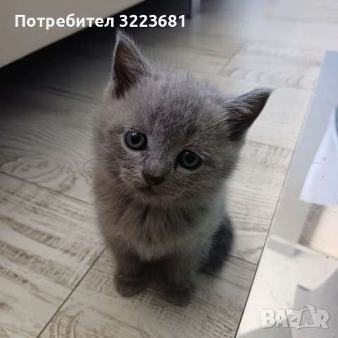 Британски късокосмести котета, снимка 7 - Британска късокосместа - 54386601