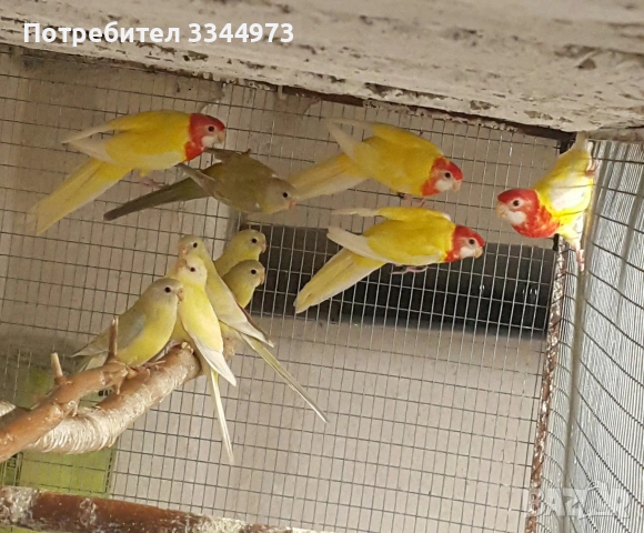 розели, снимка 2 - Папагали - 54886602