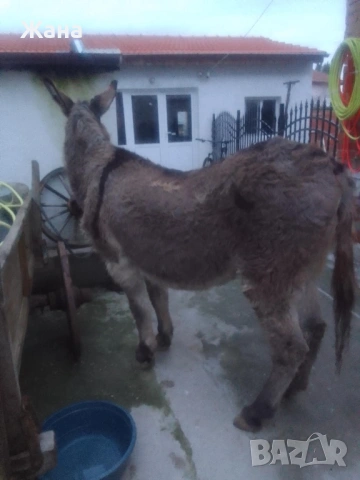 Продавам Женско Магаре , снимка 7 - За селскостопански - 54031468