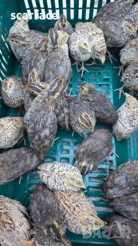 Пъдпъдъци и оплодени пъдпъдъчи яйца 