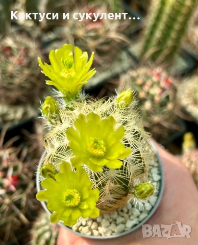 Кактус Echinocereus viridiflorus var. correllii, снимка 2 - Градински цветя и растения - 54594017
