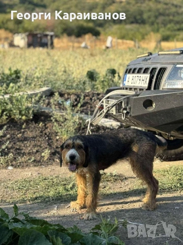 Женско гонче барак, снимка 3 - Гонче - 54244028