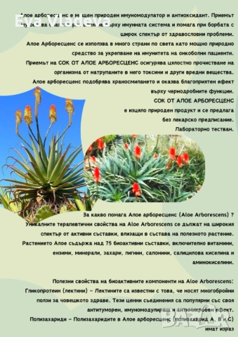 Лековито Алое Арборесценс , снимка 4 - Стайни растения - 54440587