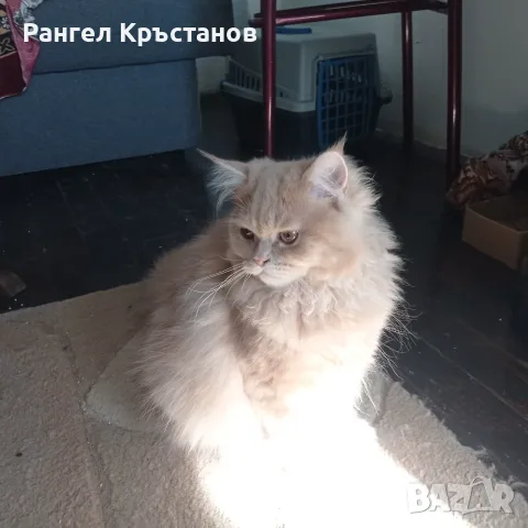 Продавам срещу символична цена 2бр. Персийски котета на 5месеца 