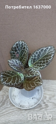 Еписция ТМ- Валенсия 