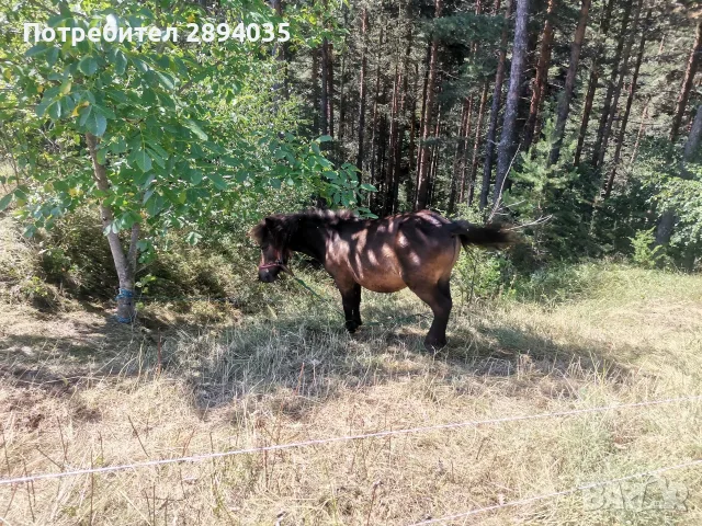 мъжко пони бартер 