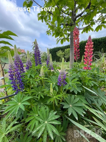 Лупина , снимка 2 - Градински цветя и растения - 54329533
