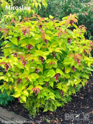 Фазаново дърво (Лейцестерия)