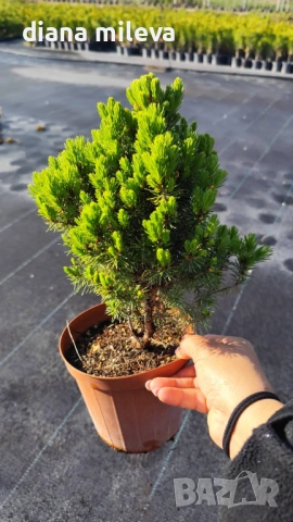 Смърч Коника, Смърч джудже,  PICEA GLAUCA CONICA, снимка 4 - Градински цветя и растения - 54372468