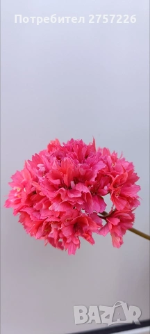Pelargonium Tito Song Bit