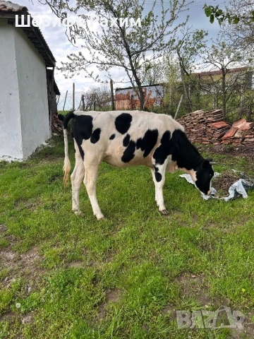 Продава се крава