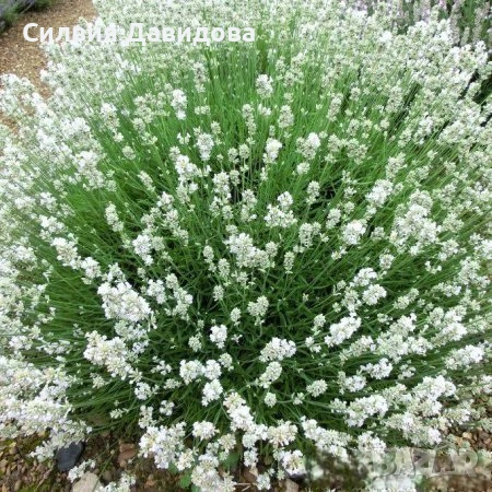 лавандула , снимка 9 - Градински цветя и растения - 52534903