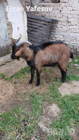 свободен пръч обл.шумен върбица 0897451767, снимка 2 - Кози - 54057127