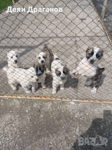Кученца Алабай (Средноазиатска овчарка) 4бр.