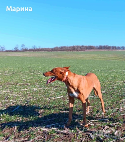 Испански хрътки, снимка 3 - Хрътка - 54919377