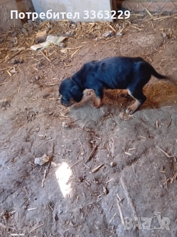 Продавам гонче, снимка 5 - Гонче - 54358672