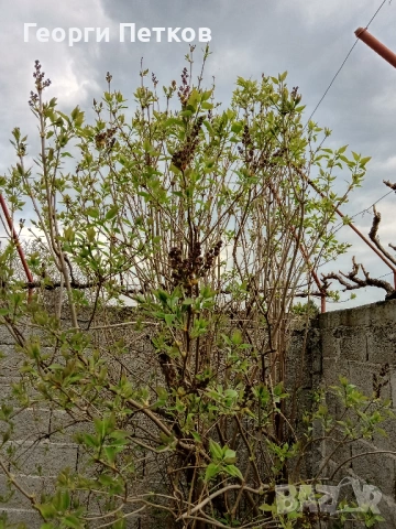 Люляк - 4 €./ бр., снимка 6 - Градински цветя и растения - 54299059