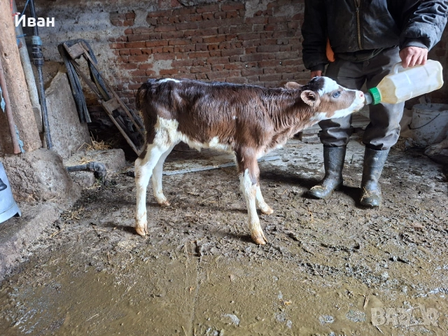 Продавам телета