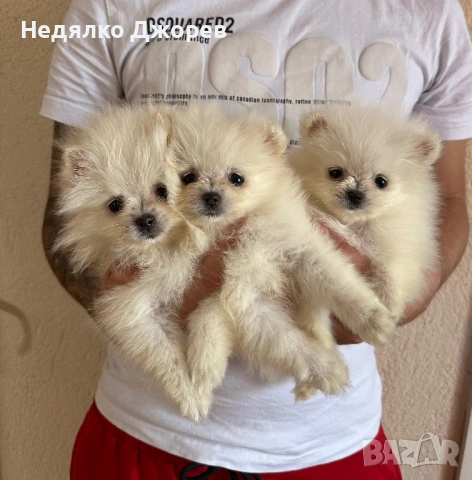 Померан момчета и момичета, снимка 4 - Померан - 54227837