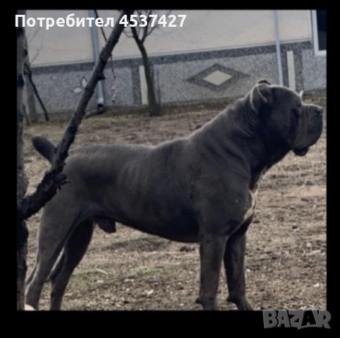 Кане корсо , снимка 8 - Кане корсо - 55079995