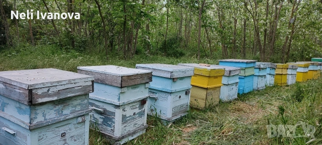 Пчелен мед акация реколта 2026, снимка 5 - Пчелни продукти - 54989930
