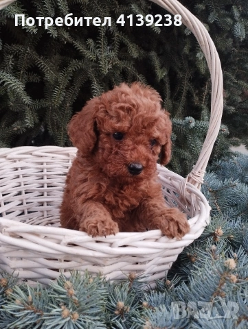 Той Пудел , снимка 4 - Пудели - 54032133