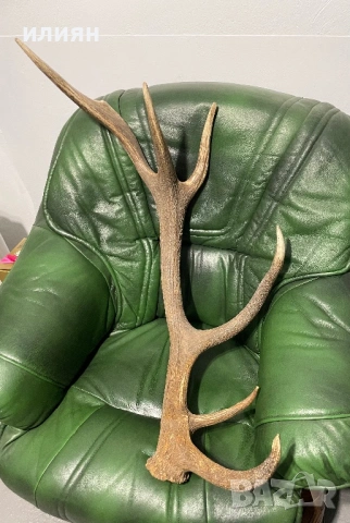 Рога елен 4 броя 13,3 кг. , снимка 7 - Други ценни предмети - 54103807