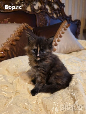 Мейн куун котета, снимка 3 - Мейн кун - 35075644