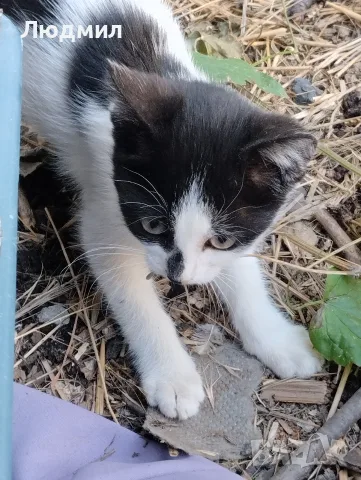 Котета подарявам!!!, снимка 2 - Други - 55702226
