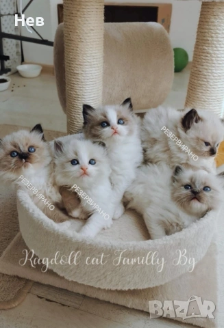 Ragdoll рагдол/регдол  котe / котета