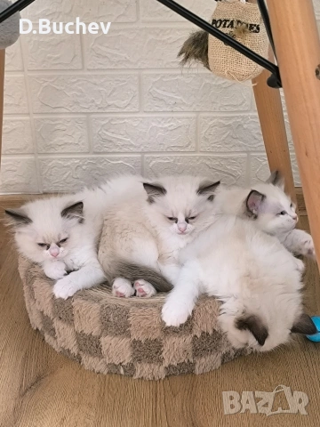 Ragdoll Cats / Регдол Котенца , снимка 12 - Други - 54549671