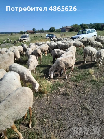 Продавам овце  , снимка 6 - За селскостопански - 55016659