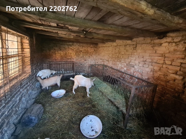 Продавам ярета , снимка 3 - Кози - 55073558