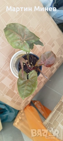 Филодендрон (Philodendron) / Сингониум (Syngonium), снимка 3 - Стайни растения - 47059632