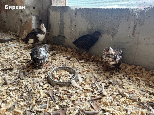 Пътпъдъци тупфери, снимка 3 - други­ - 53952176