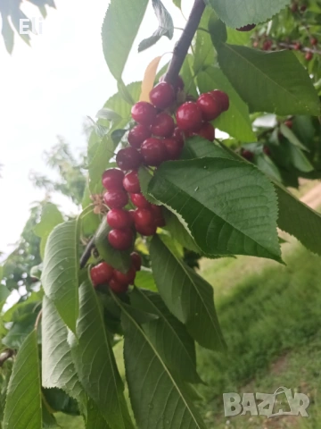 Череши био, снимка 2 - Домашни продукти - 54895395
