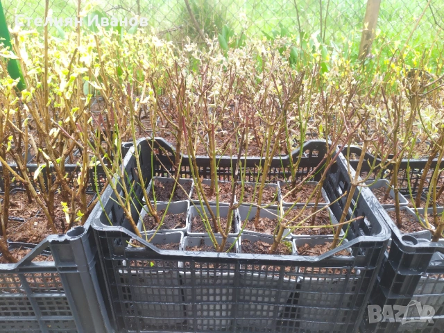 Едроплоден дрян (Cornus mas 'Jolico'), снимка 5 - Градински цветя и растения - 54015949