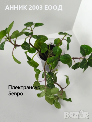 Стайни цветя , снимка 17 - Стайни растения - 55055266
