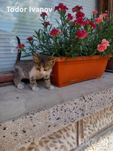 подарявам 2 котенца
