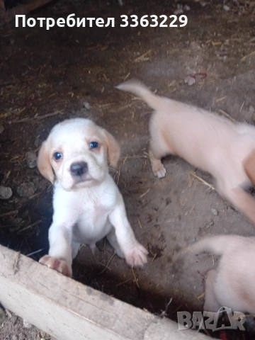 Продавам кокерчета , снимка 8 - Кокер шпаньол - 54271256