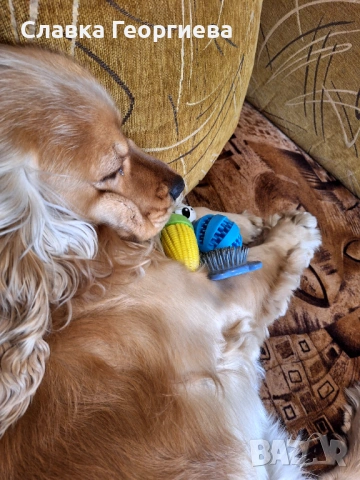 Английски Кокер шпаньол , снимка 7 - Търси партньор - 53963879